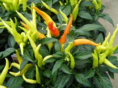 Capsicum annum - فلفل دلمه